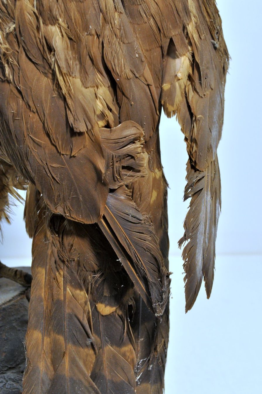 Il mondo degli animali: Rapace naturalisé – Usato da Neuchâtel venduto da Neuchatel 9