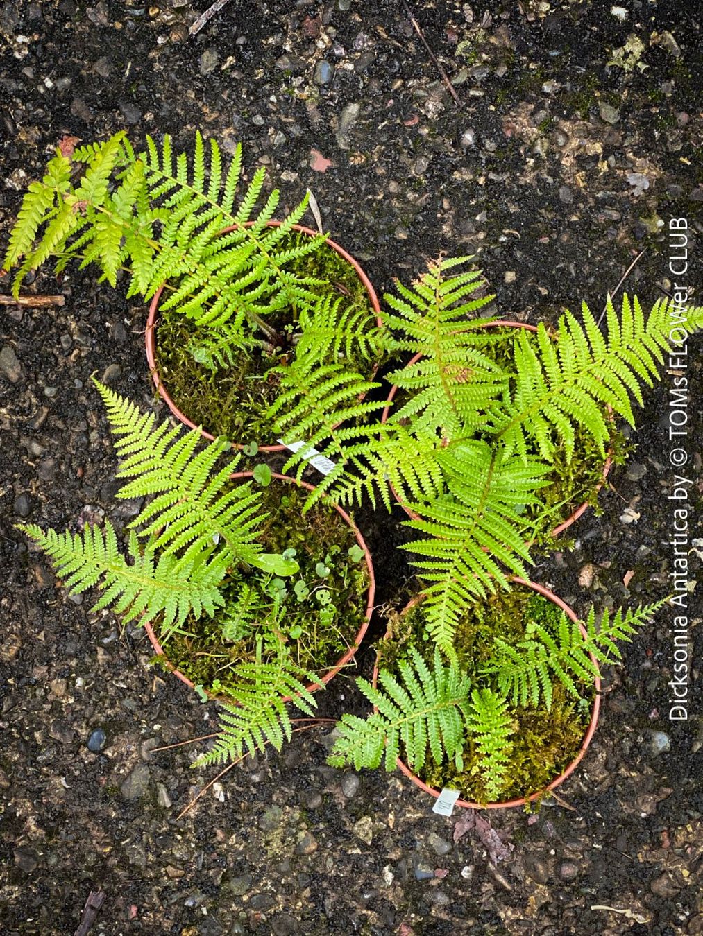 Piante & sementi: Dicksonia Antartica - traumhafter Baumfarn – Nuovo e nell'imballaggio originale da Adliswil venduto da astom369 1