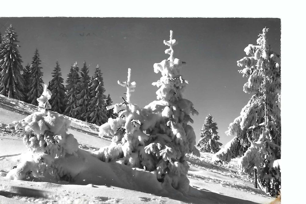 SCHNEETANNEN La belle forêt hivernale 1967 | Kaufen auf Ricardo