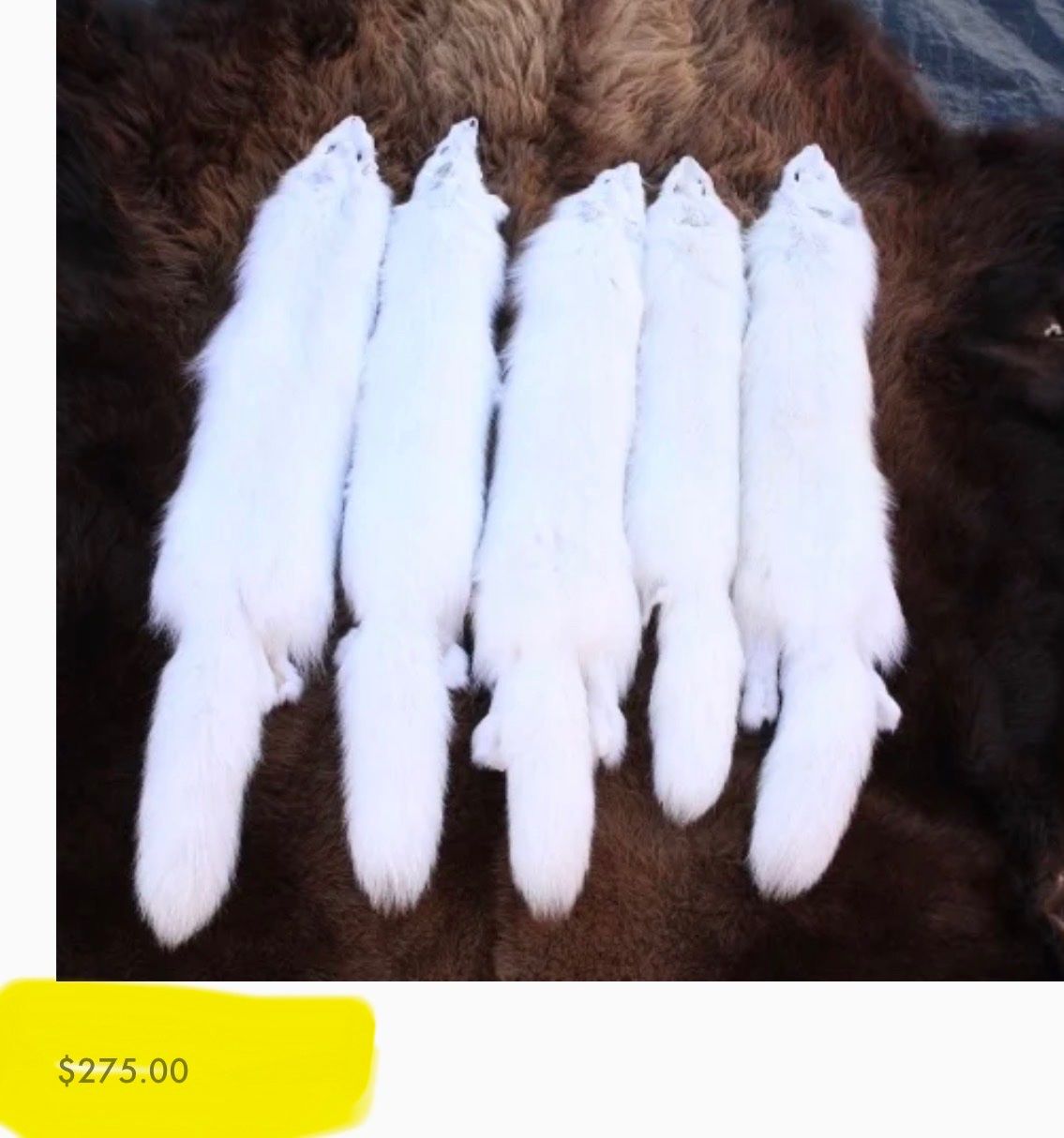 Welt der Tiere: Echtes Polar Fuchs Fell - Neu – Neu (gemäss Beschreibung) aus Thun von Abalona3600 4