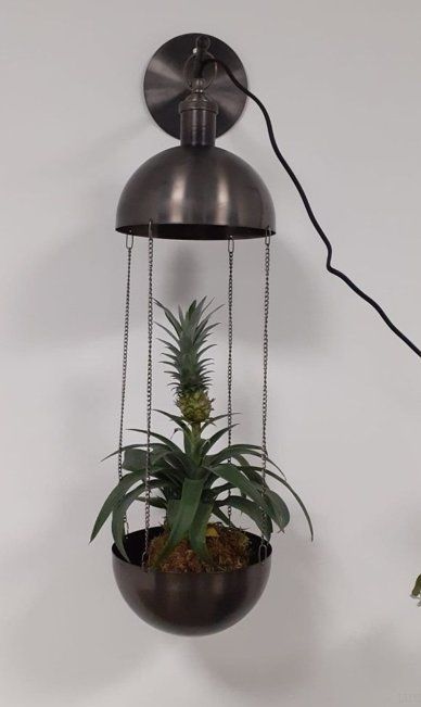 Lampade: Goldige Pflanzenlampe von Object de Curiosite – Usato da Wil SG venduto da Donaldus 4