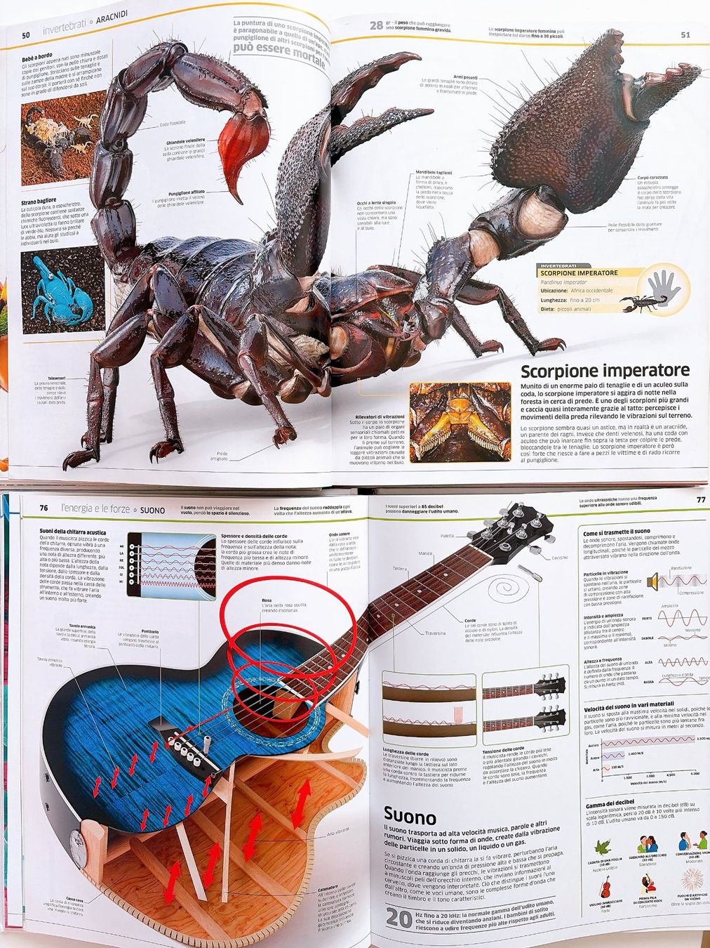 Bücher: La grande enciclopedia degli Animali Scienza Gribaudo – Gebraucht aus Vacallo von olg_7nvc 3