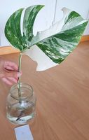 Monstera Deliciosa Albo Variegata 4.