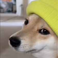 Profile image of SubZeroIceNinja