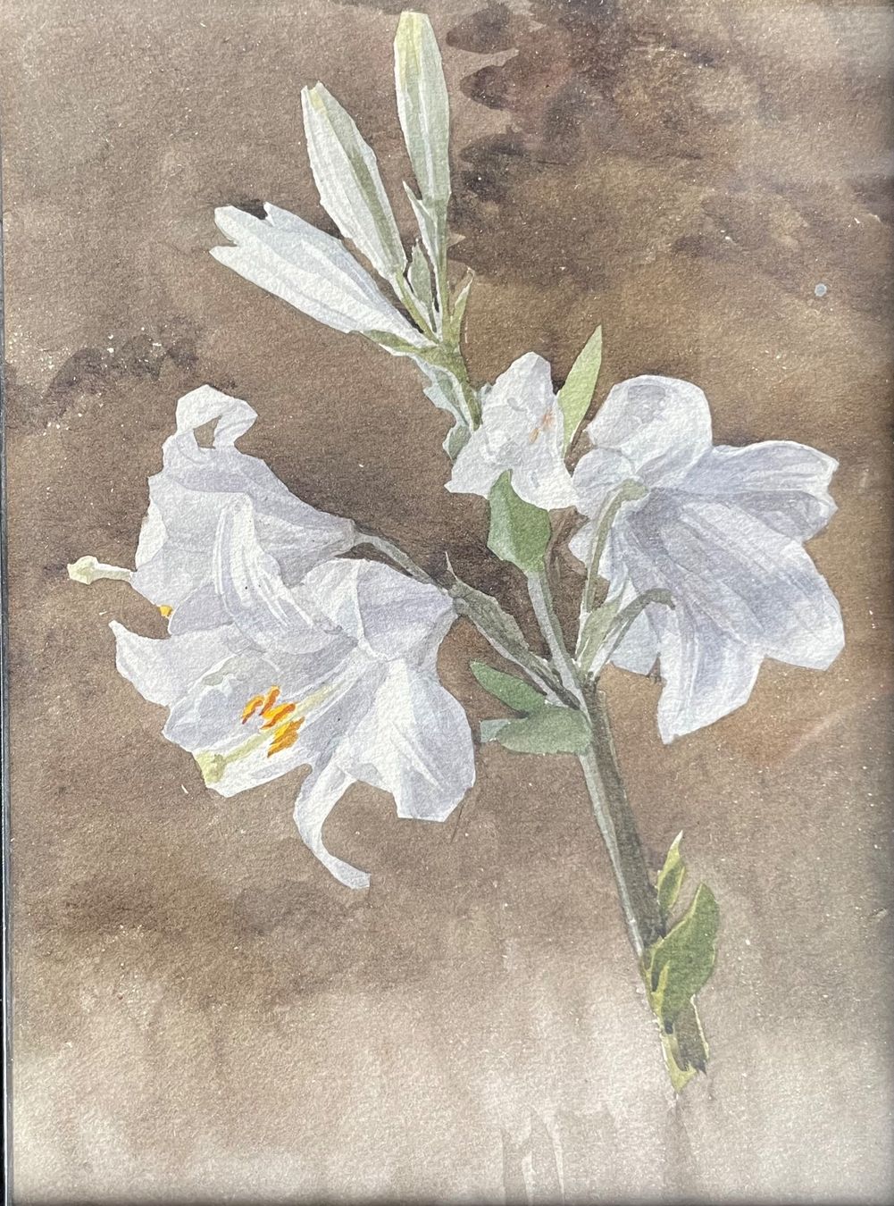 Dipinti: Lis blancs aquarelle anonyme – Usato da Biel/Bienne venduto da Galaq