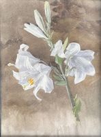 Lis blancs aquarelle anonyme