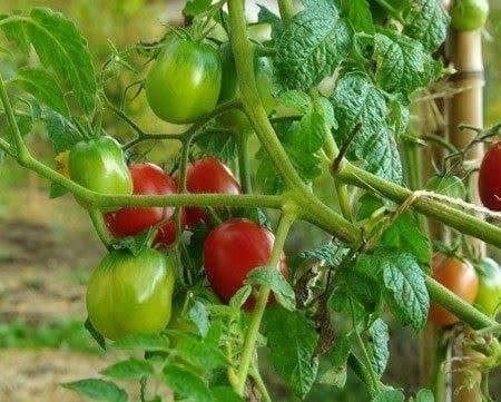 Pflanzen & Samen: Tomate Berao  ARBRE TOMATE +4 mètres 10g – Neu (gemäss Beschreibung) aus Bremblens von FIBONACCI369 2