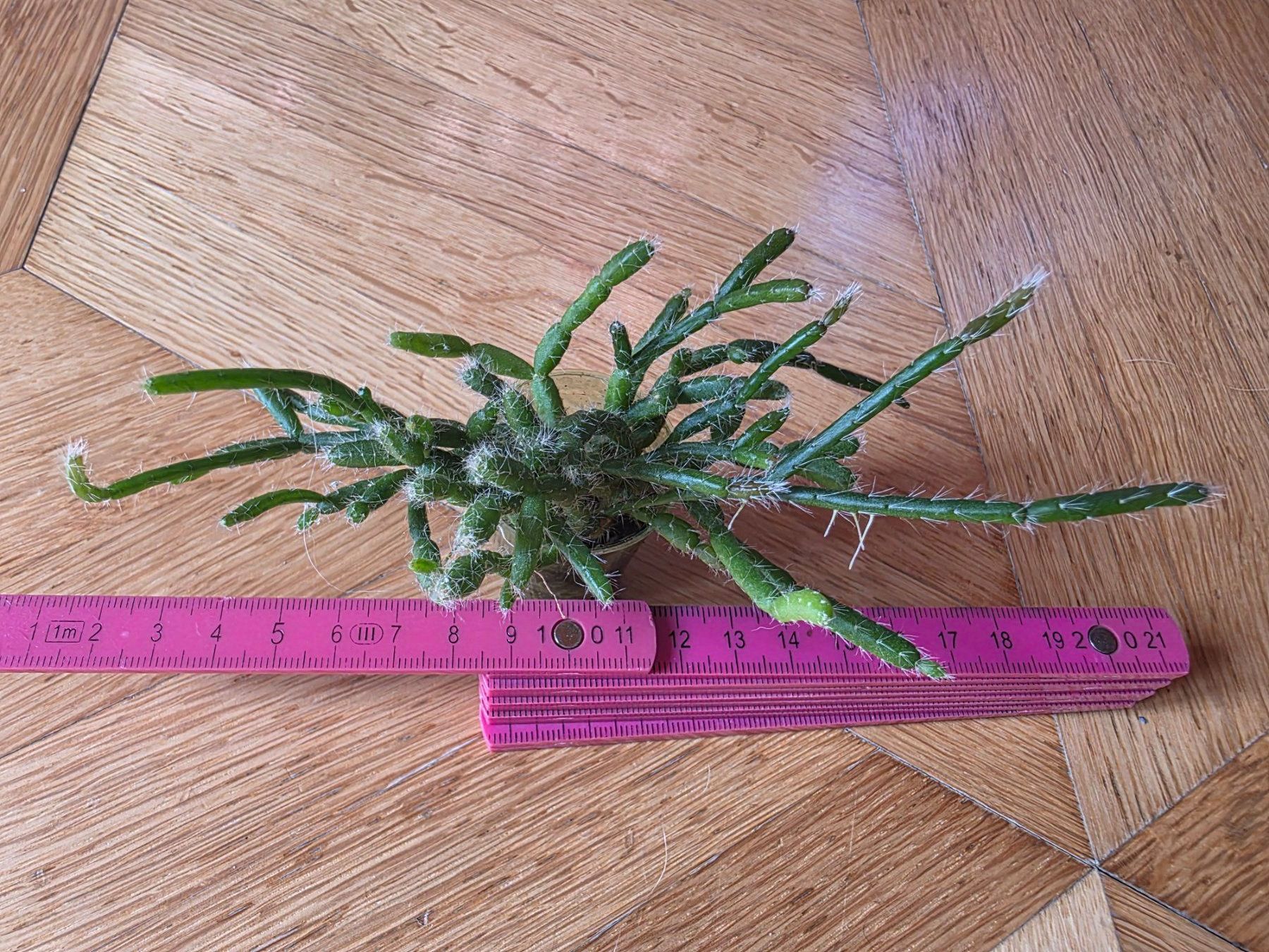 Piante & sementi: Rhipsalis baccifera / Korallenkaktus – Nuovo (secondo la descrizione) da Thalheim venduto da silvara01 3
