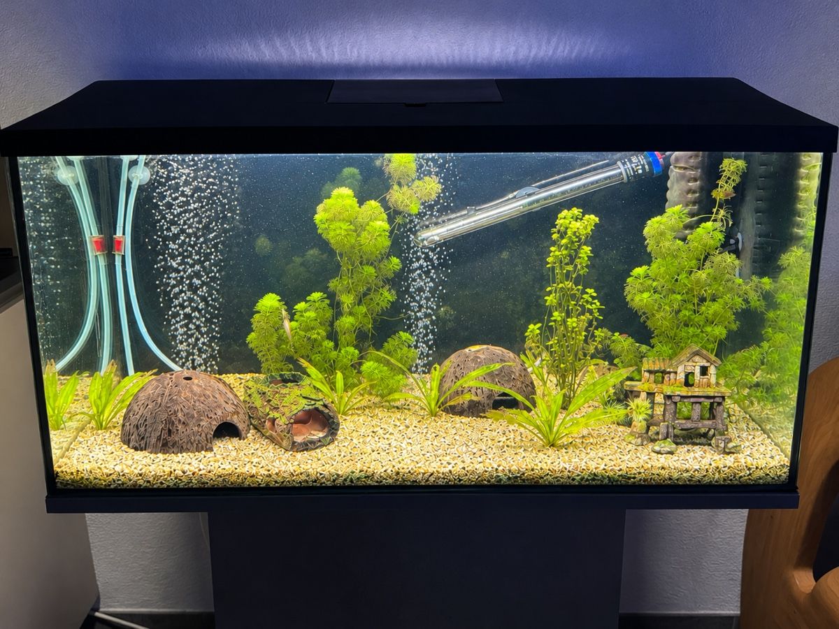 Acquari: Aquarium 120l – Nuovo (secondo la descrizione) da St. Margrethen SG venduto da mur_9vrk