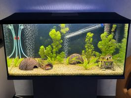 Aquarium 120l