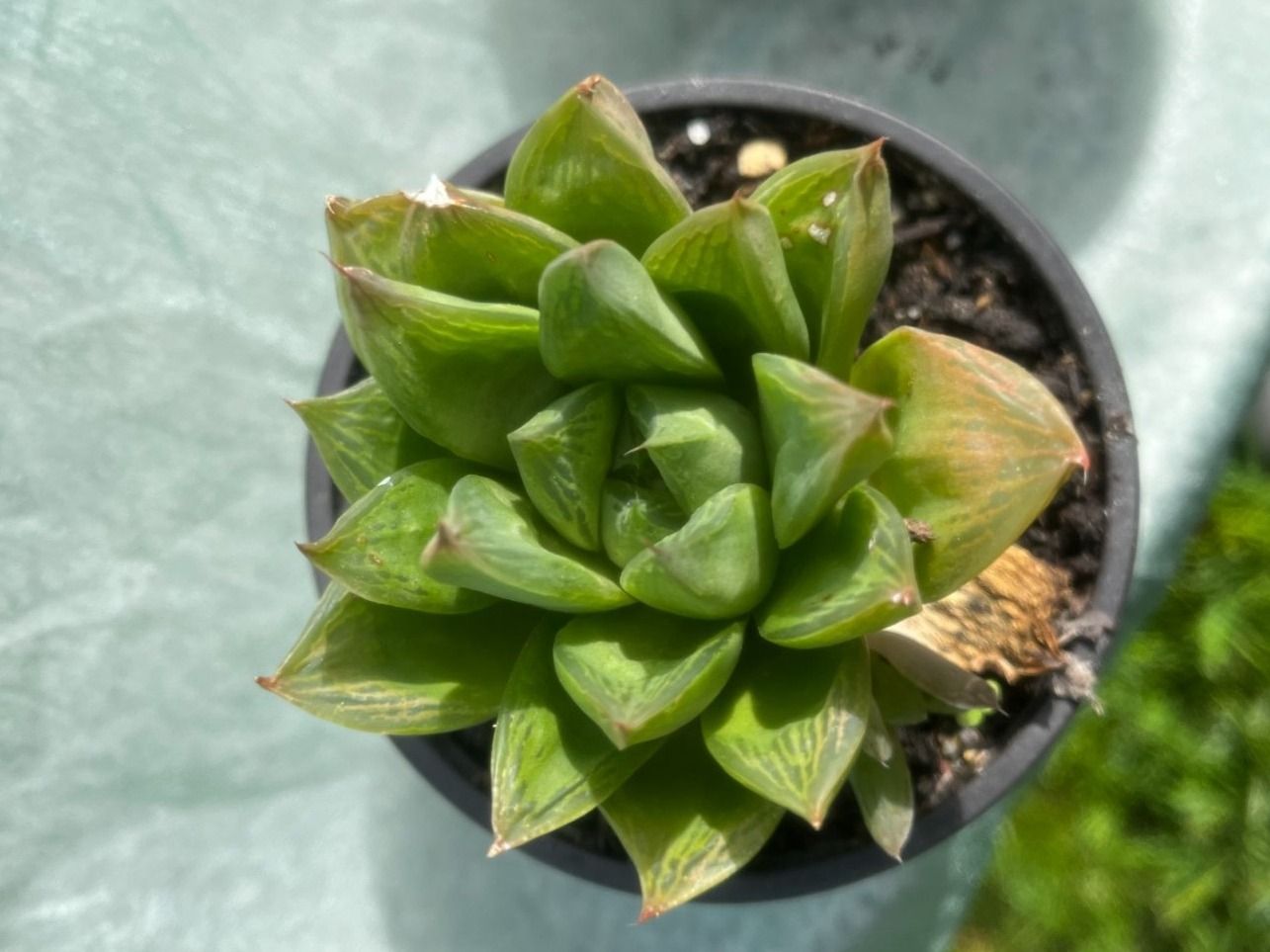 Piante & sementi: Haworthia cymbiformis – Nuovo (secondo la descrizione) da Vinelz venduto da Wellensittich55