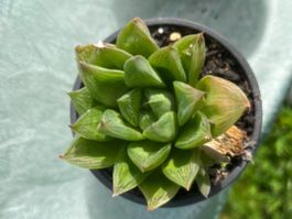 Haworthia cymbiformis