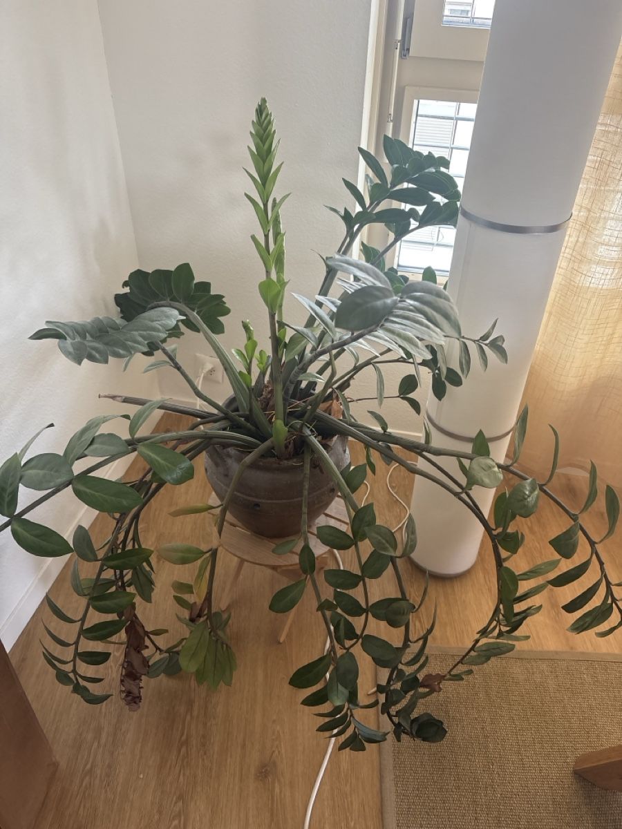 Plantes & graines: Plant  – D'occasion à Zürich par Rfanjul
