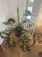 Plant 