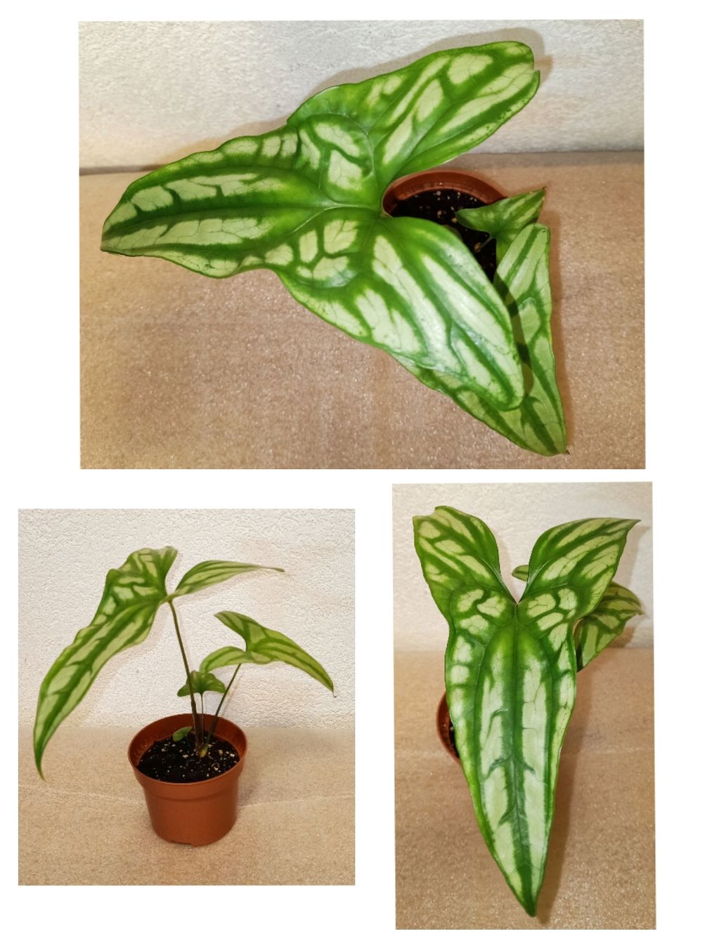 Piante & sementi: Cercestis Mirabilis – Nuovo (secondo la descrizione) da schöftland venduto da UniquePlants