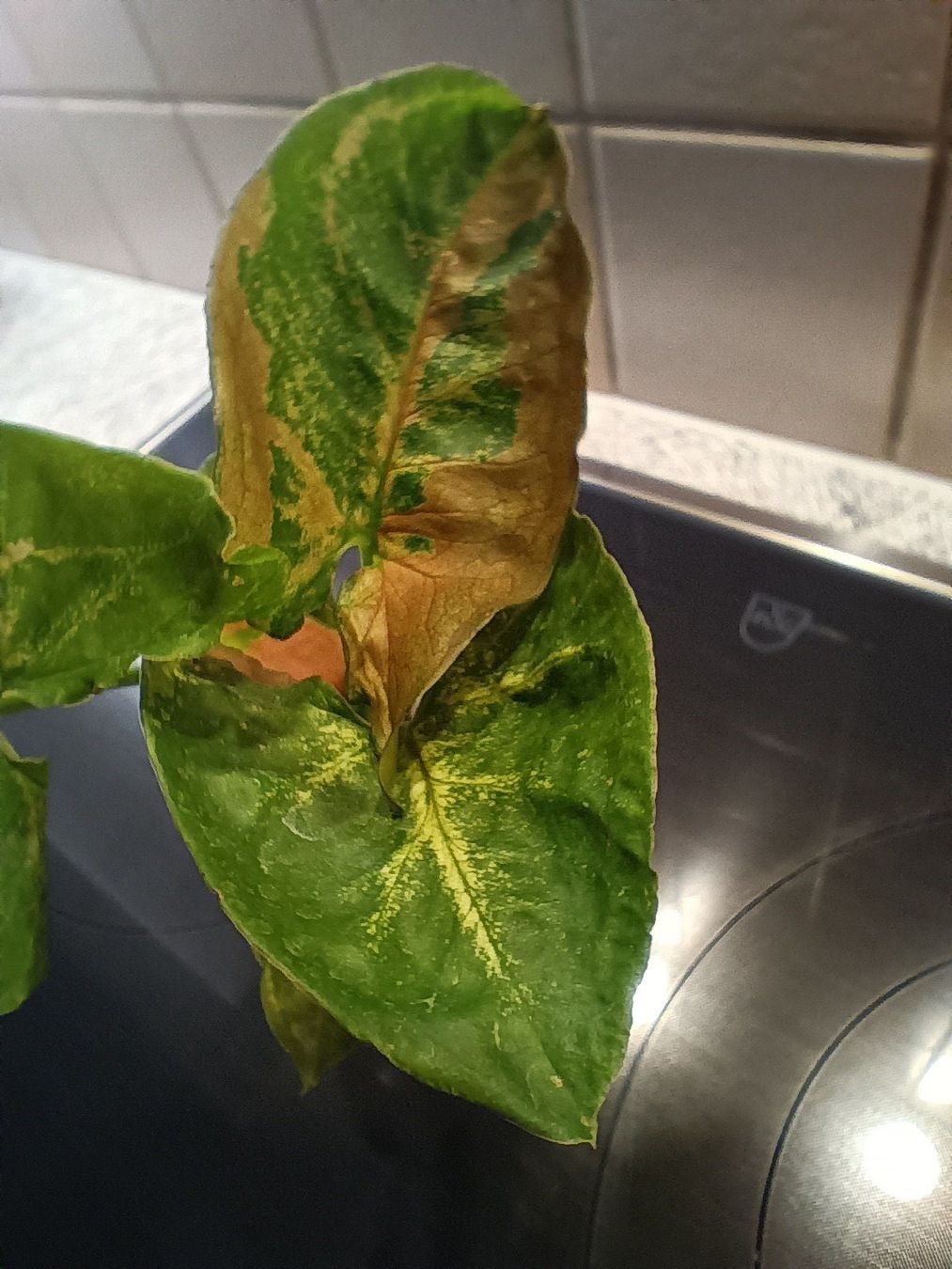 Plantes & graines: Syngonium Pflanzen Paket – D'occasion à Neerach par Pudelmax 1
