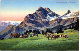 BRAUNWALD Bauer mit Kühen auf Braunwaldalp mit Ortstock