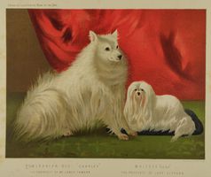 POMERANIAN DOG & MALTESE HUGH, SPITZ & MALTESER HUND, LITHO