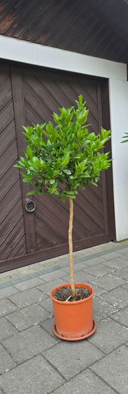 Plantes & graines: Calamondin Stämmchen mit Fruchtblüten – Neuf (Voir description) à Aarburg par popkorn65 2