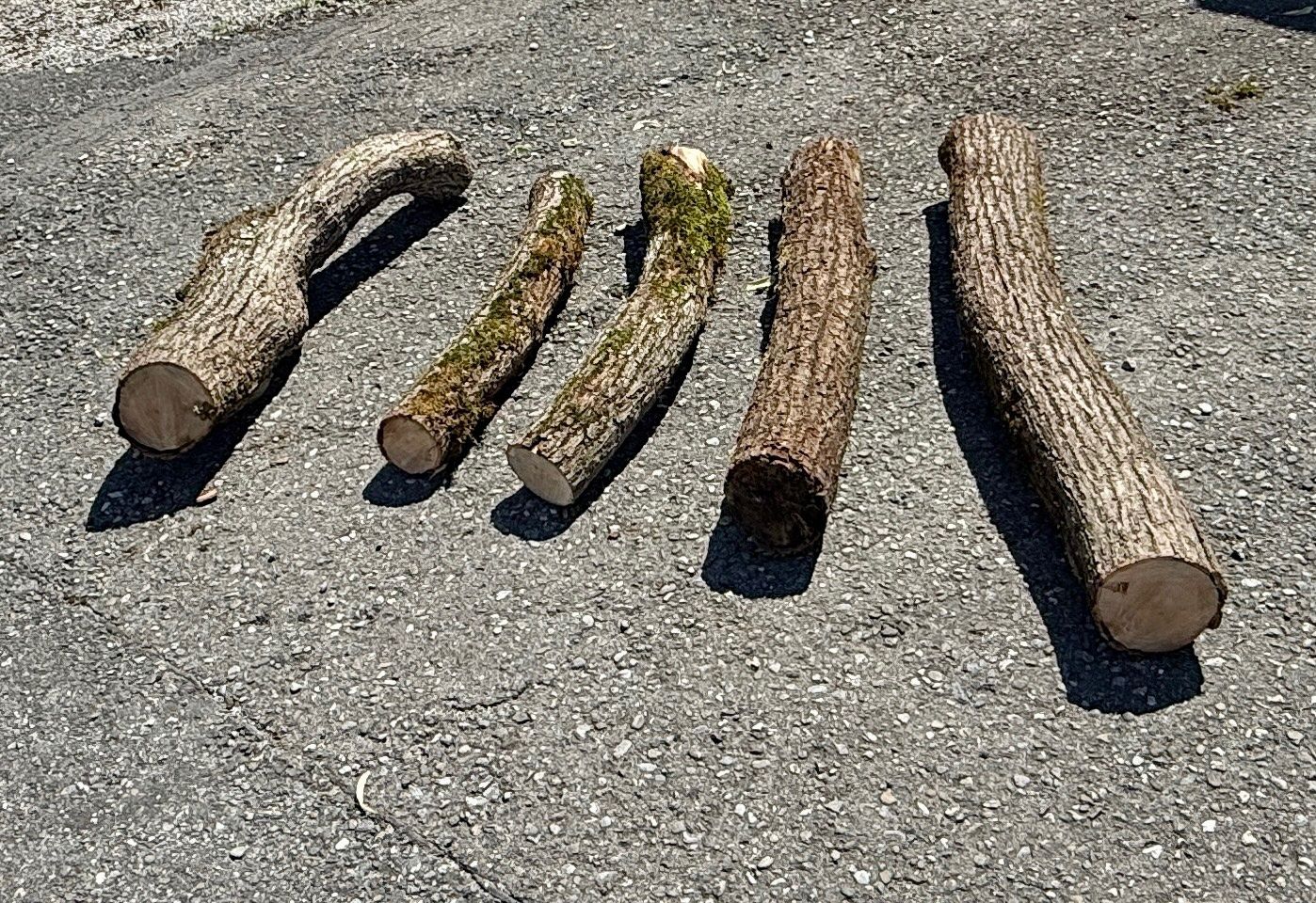 Holzartikel: 5x Schweizer Linde Berner Oberland Baumstamm – Gebraucht aus Heiligenschwendi von Bgb623 6