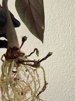 Alocasia Scalprum im SB-Topf