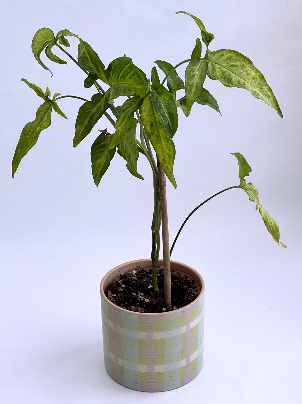 Piante & sementi: SYNGONIUM*ANGUSTATUM***** – Nuovo (secondo la descrizione) da Dübendorf venduto da Orchid18 1