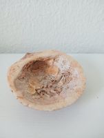 Natürliche Schale Muschel - 12.00 cm