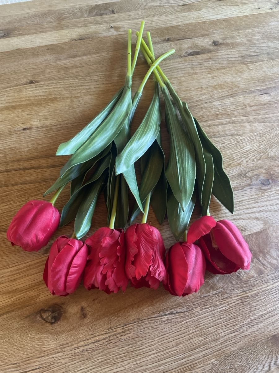 Piante & sementi: Tulpen rot – Usato da Freidorf TG venduto da ibipatria