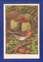 OISEAU - Rouge-Gorge