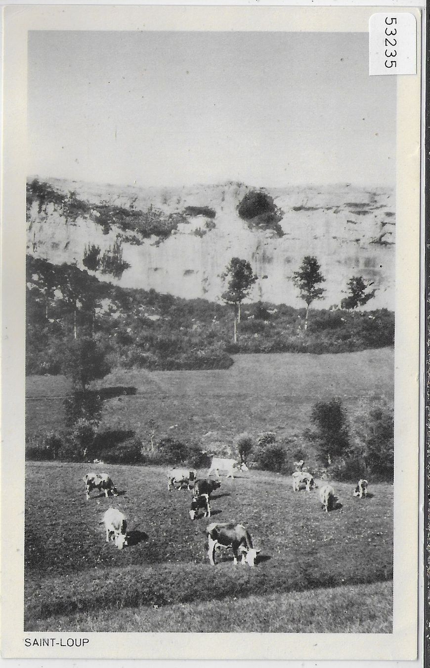 Ansichtskarten: Saint-Loup - Kühe vaches – Gebraucht aus Ettingen von Kartenplanet