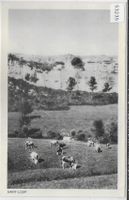 Saint-Loup - Kühe vaches