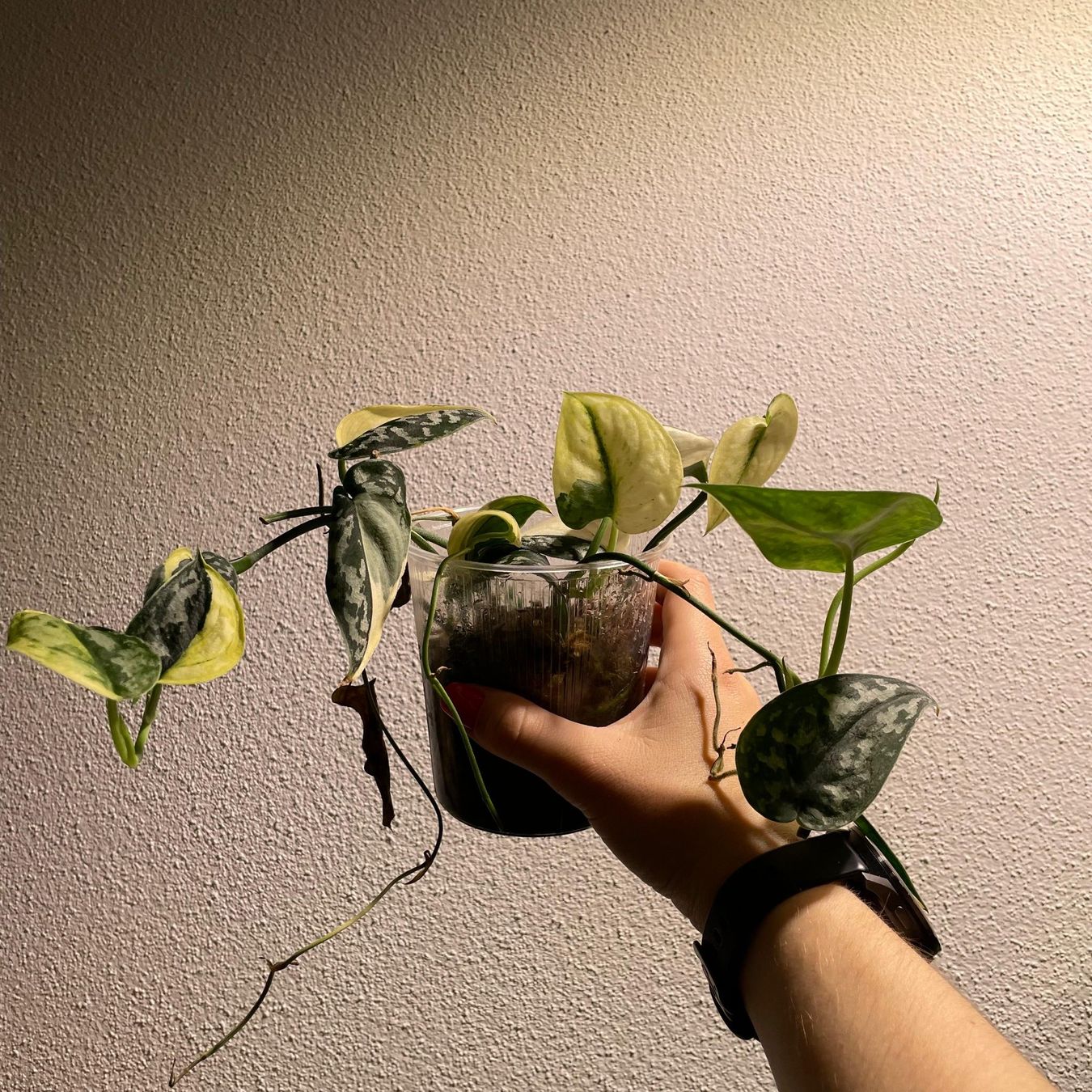 Pflanzen & Samen: Scindapsus Mayari variegata – Gebraucht aus Suhr von Planted.by.two