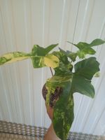 Philodendron Florida beauty X Florida beauty billiteae