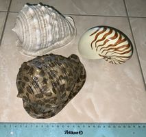 3er Set unechte Dekomuscheln, Nautilus, Helmmuschel, Maritim