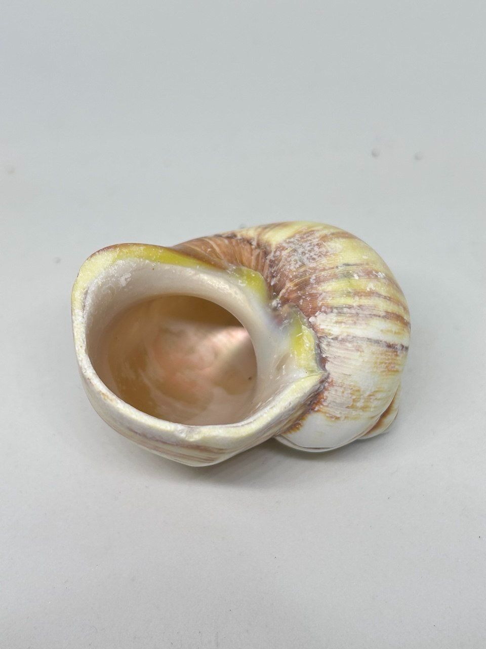 Fossili: Conchiglia Natica Vitellus 6.5 cm circa – Usato da Giubiasco venduto da LorisVale 3