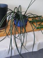 Dracaena