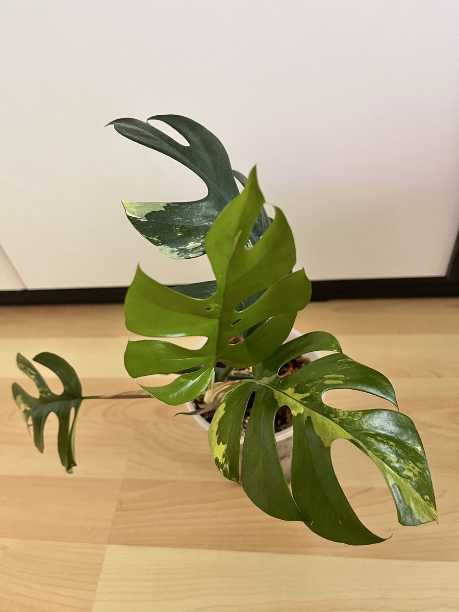 Piante & sementi: Monstera minima variegated Junge Pflanze  – Usato da Sursee venduto da gal_lp7g