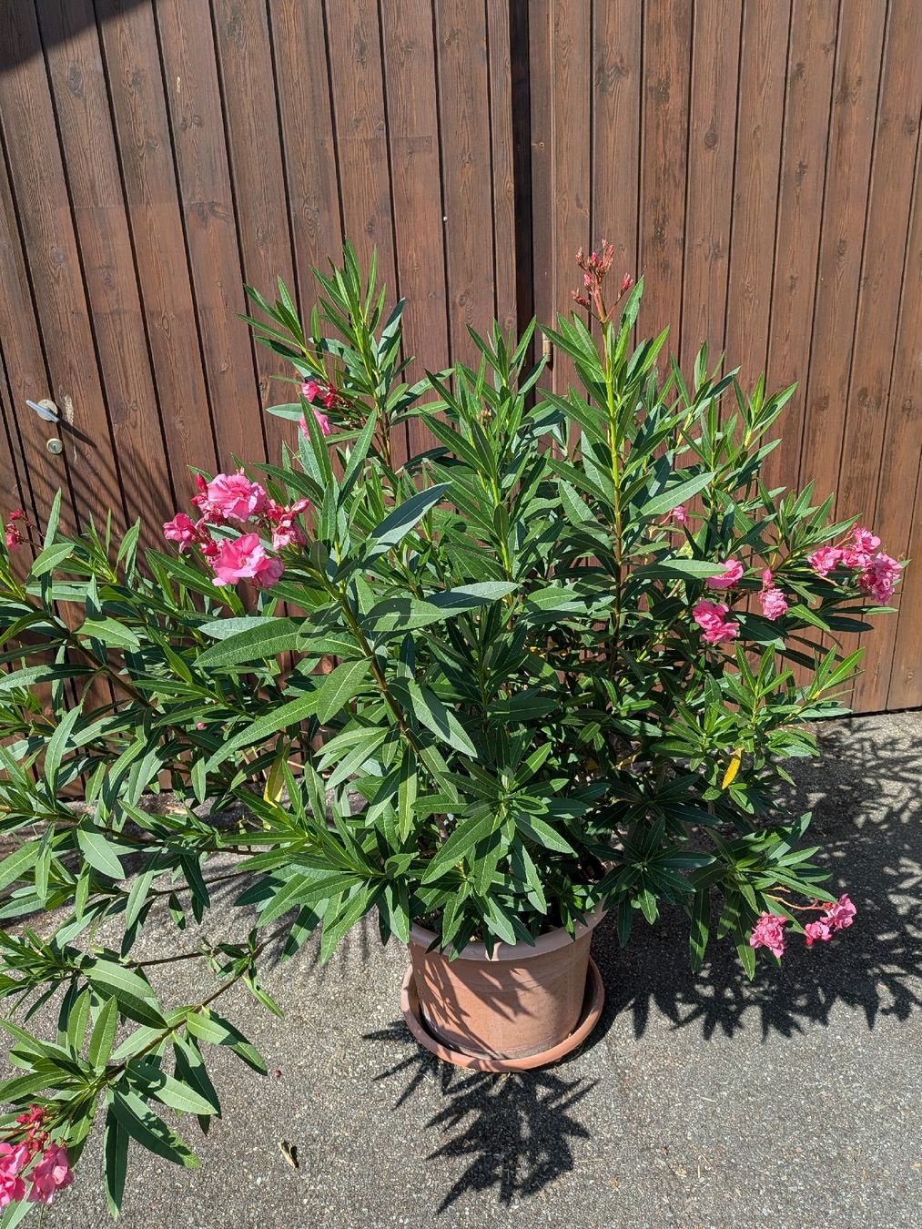 Piante & sementi: Oleander Pflanze im Topf/No 2 – Usato da Elfingen venduto da dustdevil403