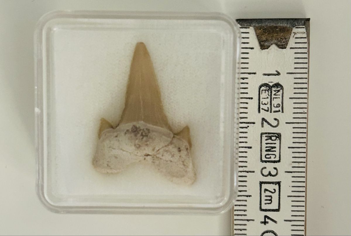 Fossili: Fosilien – Usato da Neerach venduto da P100D