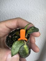 Hoya lacunosa 'Golden Flame'