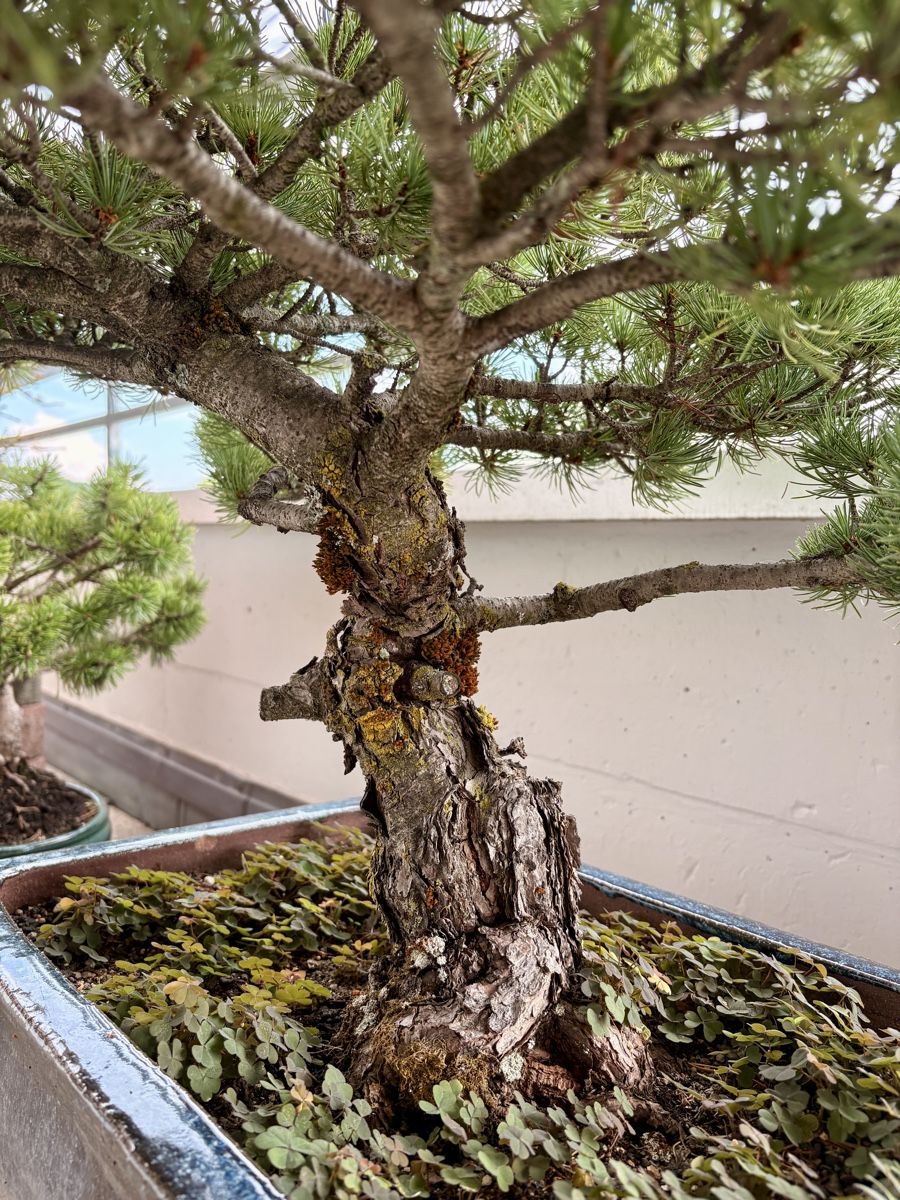 Pflanzen & Samen: Bonsai Kiefer – Gebraucht aus Oberengstringen von Bfzsmr 3
