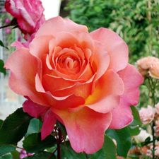 Profile image of rosenrot5