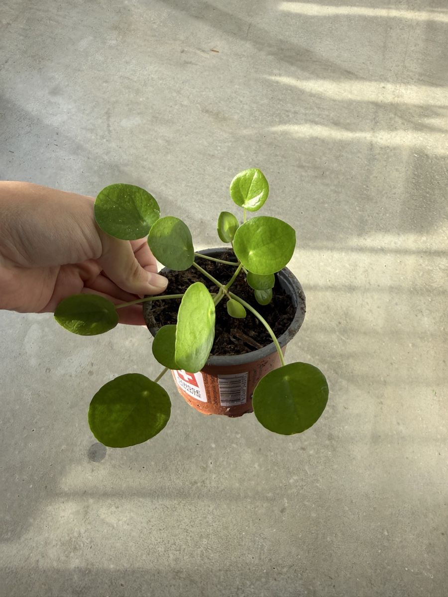Piante & sementi: Pilea Pflanze – Usato da Bern venduto da Wil.Wayne 2
