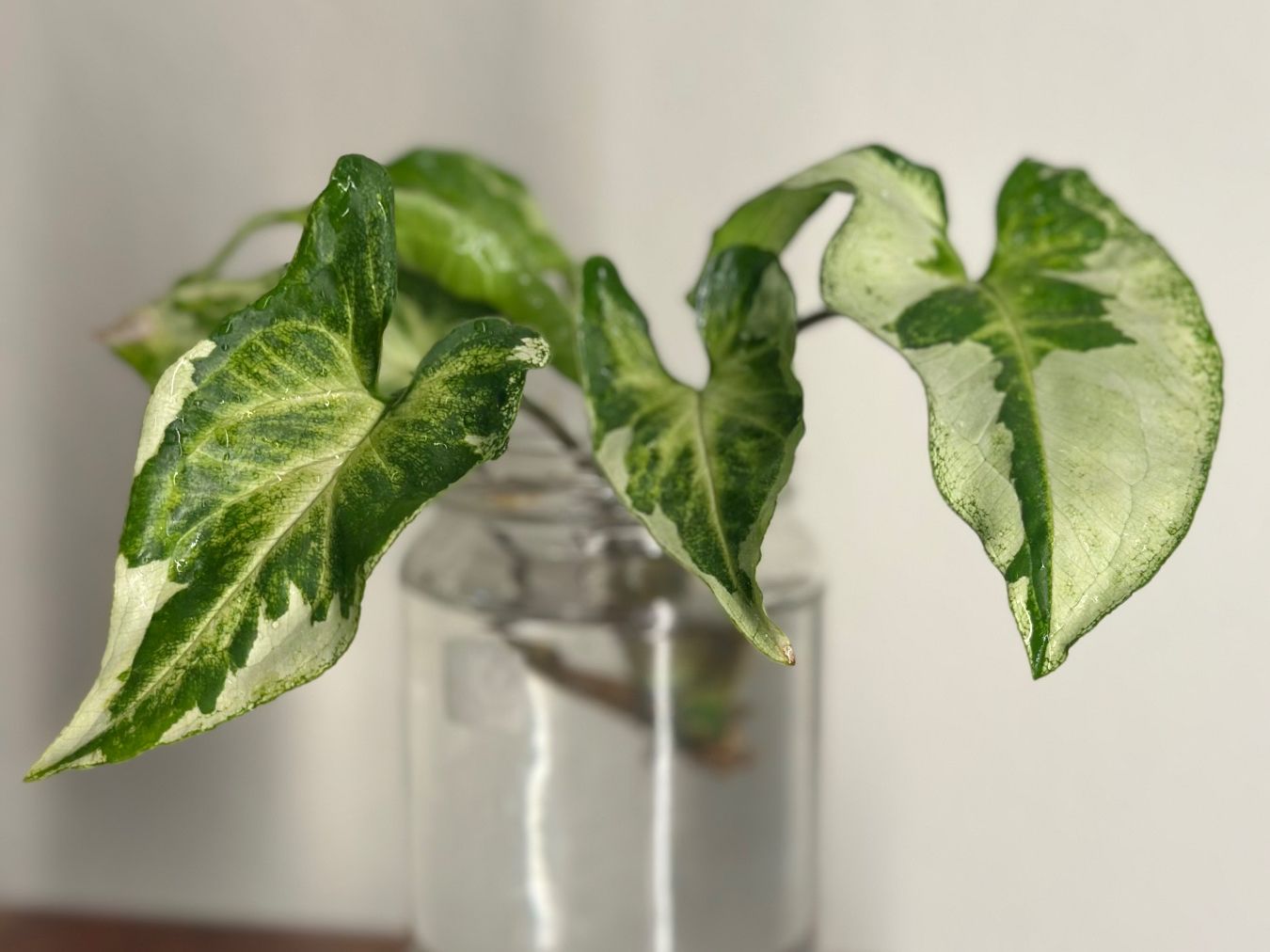 Piante & sementi: Syngonium Three Kings - Kopfstecklig #2 – Usato da Zürich venduto da ong8