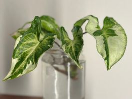 Syngonium Three Kings - Kopfstecklig #2