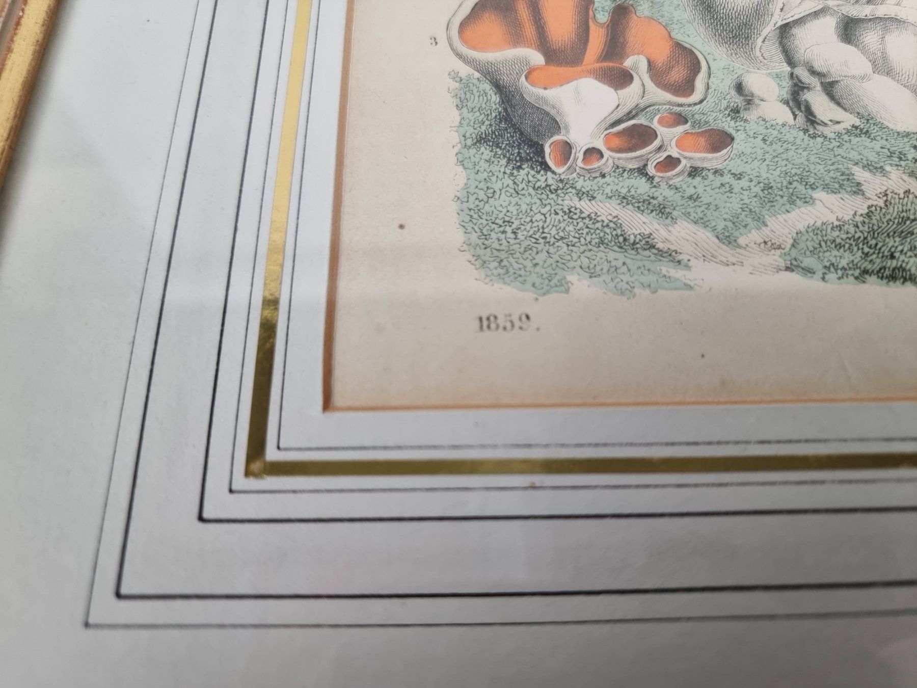 Foto & Immagini: Wandbild Pilze – Usato da Urtenen-Schönbühl venduto da Restwert_Schoenbuehl 1