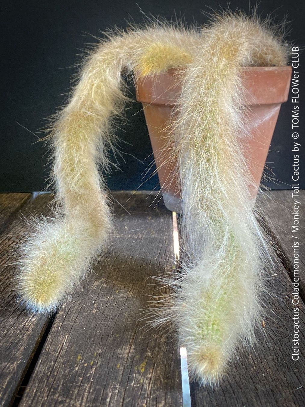 Plantes & graines: Cleistocactus Colademononis - Affenschwanzkaktus rot blühend – Neuf avec emballage d'origine à Adliswil par astom369 3