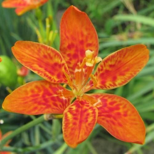 Piante & sementi: Iris Tigre  4 PLANTS – Nuovo (secondo la descrizione) da Bremblens venduto da FIBONACCI369