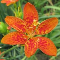 Iris Tigre  2 PLANTS
