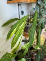 Anthurium Vittariifolium Variegated (mother plant)